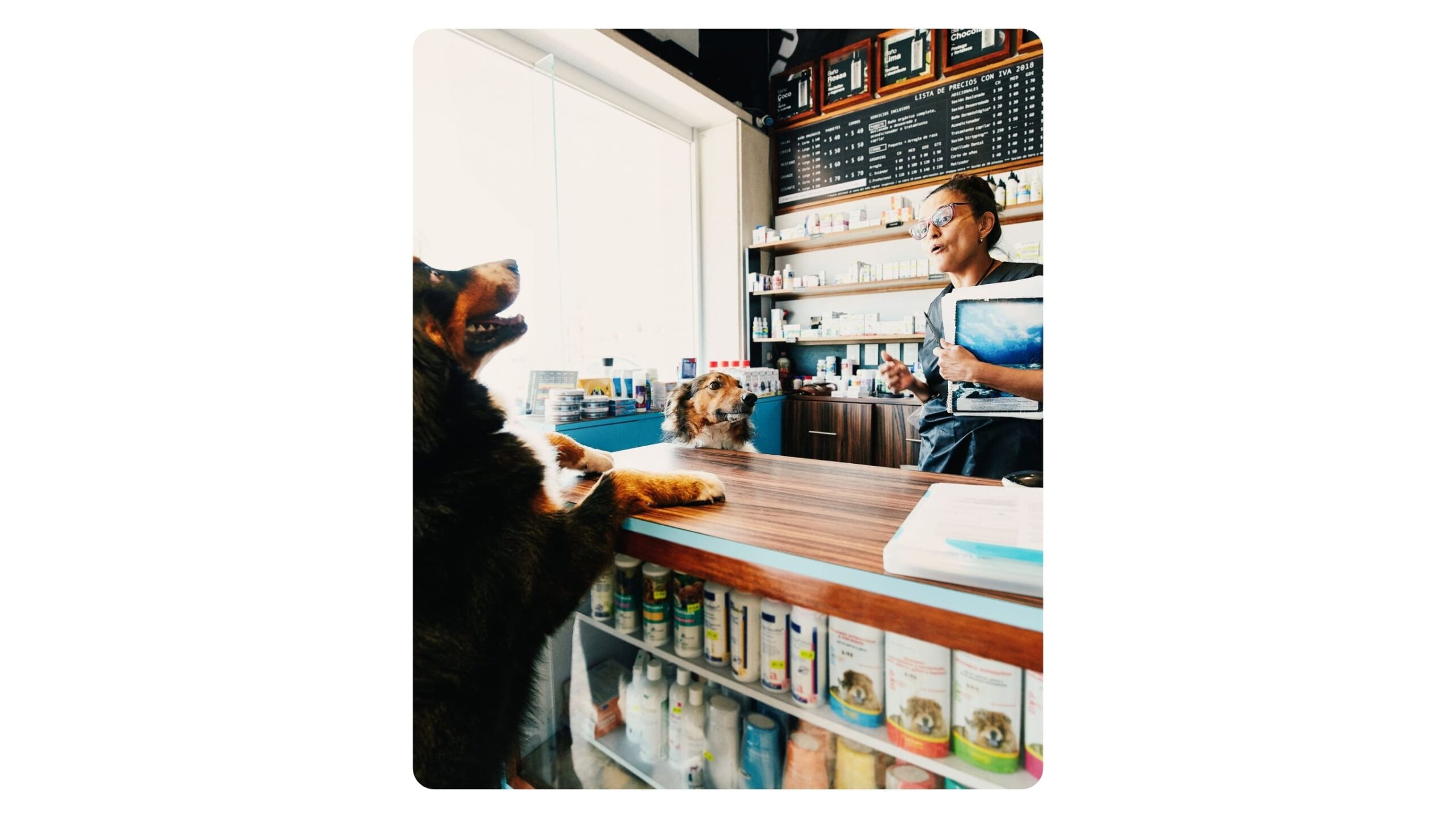 Corsia negozio animali